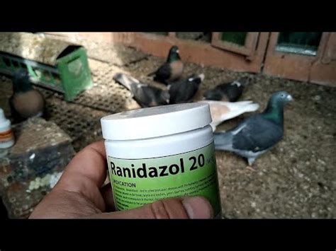 trichomoniasis güvercin ilaçları